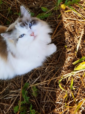 кошка.jpg